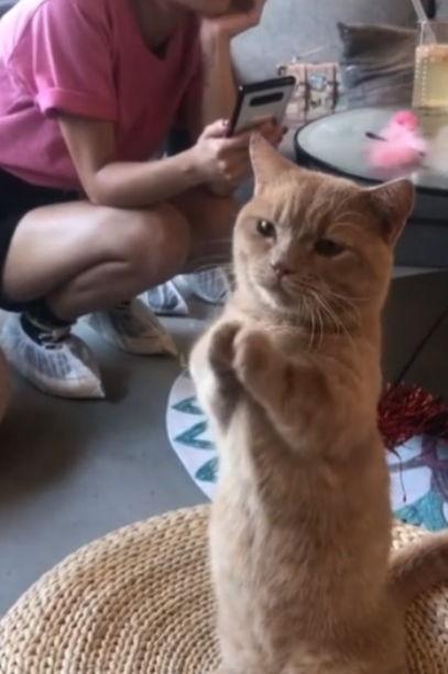 娱乐吃瓜酱猫猫护孩子,猫猫护子心切,温馨瞬间感动网友
